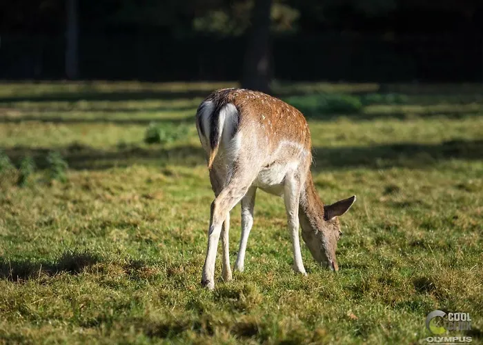 Bed & Breakfast De Sprengen *